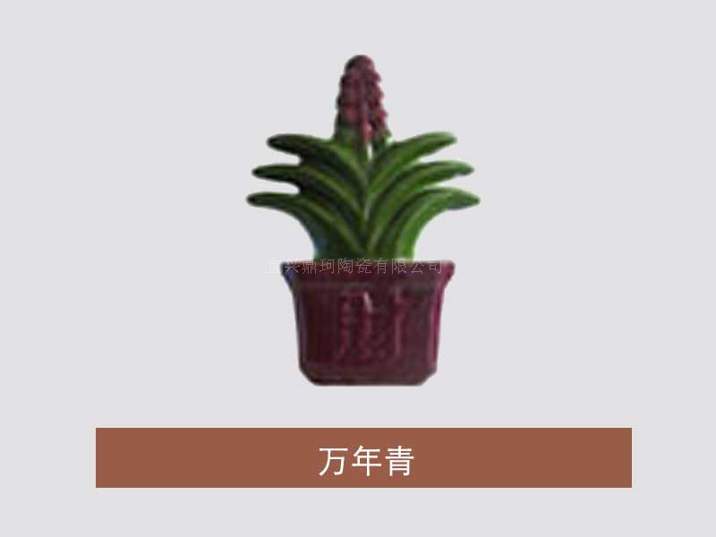 万年青